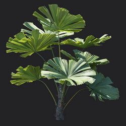 Maxtree-Plants Vol18 Licuala ramsayi 01 06 