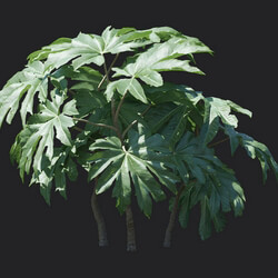 Maxtree-Plants Vol18 Tetrapanax papyriferus 01 03 