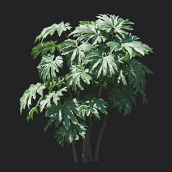 Maxtree-Plants Vol18 Tetrapanax papyriferus 01 04 