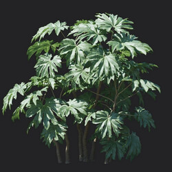 Maxtree-Plants Vol18 Tetrapanax papyriferus 01 05 