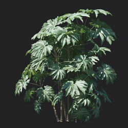 Maxtree-Plants Vol18 Tetrapanax papyriferus 01 06 