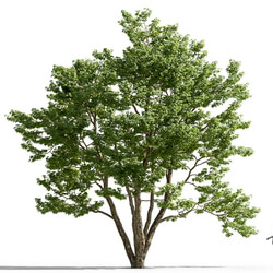 Maxtree-Plants Vol74 Acer buergerianum 01 06 
