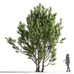 Maxtree-Plants Vol74 Acer campestre 01 06 