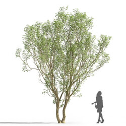 Maxtree-Plants Vol74 Acer negundo 01 04 