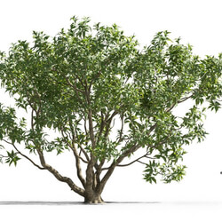 Maxtree-Plants Vol74 Chitalpa tashkentensis 01 06 