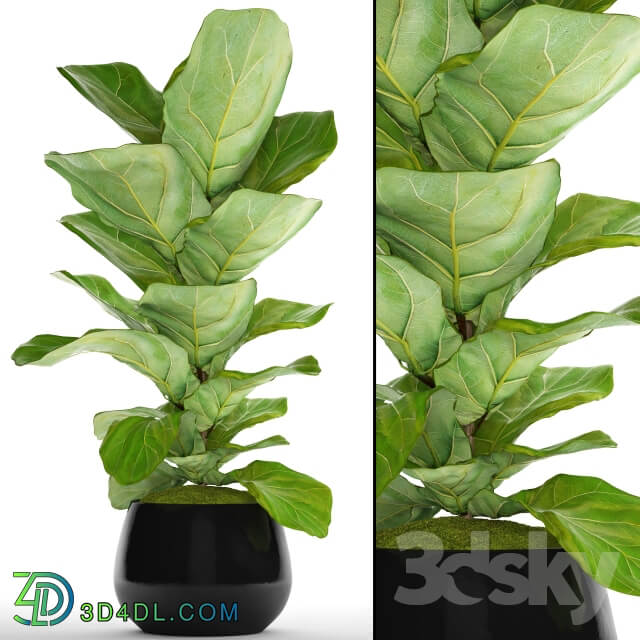 The ficus is lyrate. 13. ficus lyrata flower bush pot flowerpot 3D Models