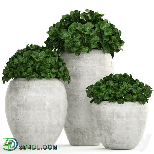 Collection of plants 146. Bush bushes garden plants concrete pot flowerpot outdoor decorative 3D Models
