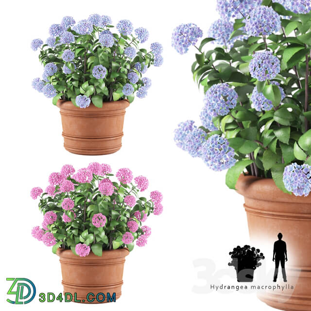 Hortense in a plant Hydrangea macrophylla Indoor 3D Models