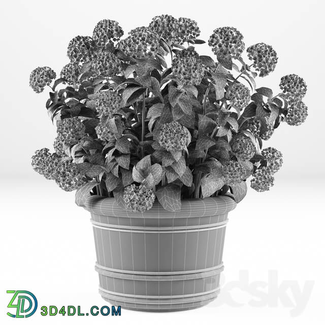 Hortense in a plant Hydrangea macrophylla Indoor 3D Models