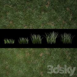 Grass for Exteriors 3D Models 