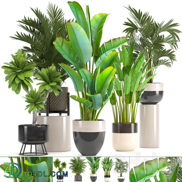 Collection of plants. strelitzia hovea palm tree bush banana indoor plants strelitzia interior indoor decorative 3D Models