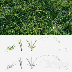 Meadow grass 