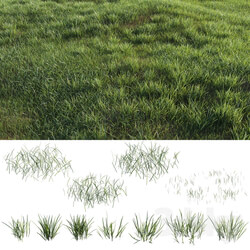 Grass plot 