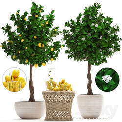 Plant Collection 265. Citrus limon Lemon tree rattan table flowering tree garden outdoor flowerpot lemonade fruit eco design nature decor 3D Models 