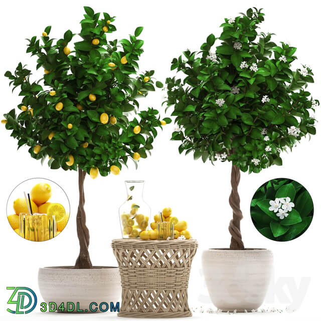 Plant Collection 265. Citrus limon Lemon tree rattan table flowering tree garden outdoor flowerpot lemonade fruit eco design nature decor 3D Models