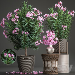 Plant collection 268. Oleander tree bush basket rattan table flower bouquet outdoor flowerpot landscaping garden flowering tree 3D Models 