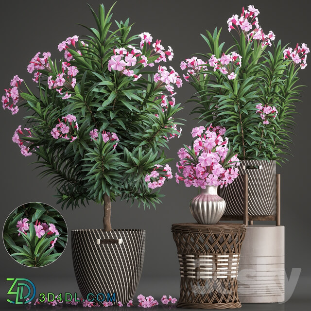 Plant collection 268. Oleander tree bush basket rattan table flower bouquet outdoor flowerpot landscaping garden flowering tree 3D Models