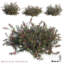Darwinia Taxifolia 