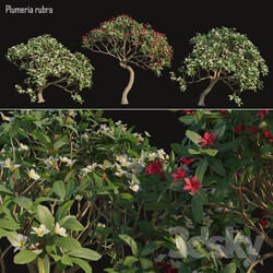 Plumeria rubra Frangipani Tree 02 