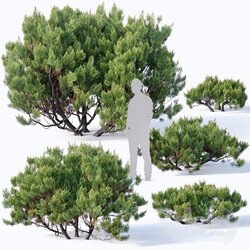 Pinus mugo 2. H60 260 cm 