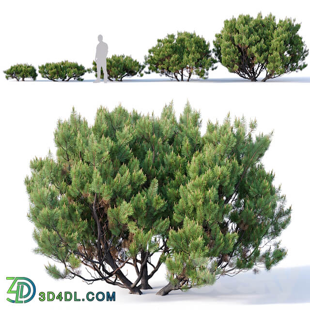 Pinus mugo 2. H60 260 cm