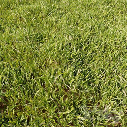 High Details Grass 