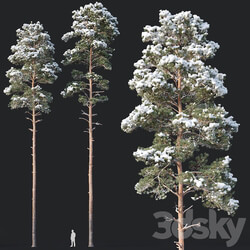 Pinus sylvestris 8 H22 24m Two tree set 3D Models 