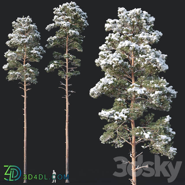 Pinus sylvestris 8 H22 24m Two tree set 3D Models