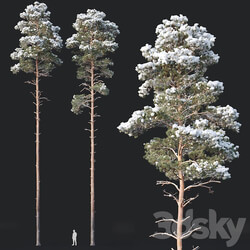 Pinus sylvestris nr9. H25 26m. Winter five tree set 3D Models 