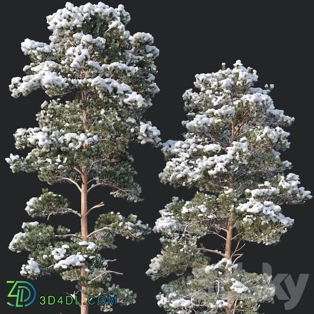 Pinus sylvestris nr9. H25 26m. Winter five tree set 3D Models
