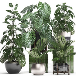 Plant collection 351. Monstera Set monstera pot flowerpot indoor plants luxury set eco design bushes thickets leaves 3D Models 