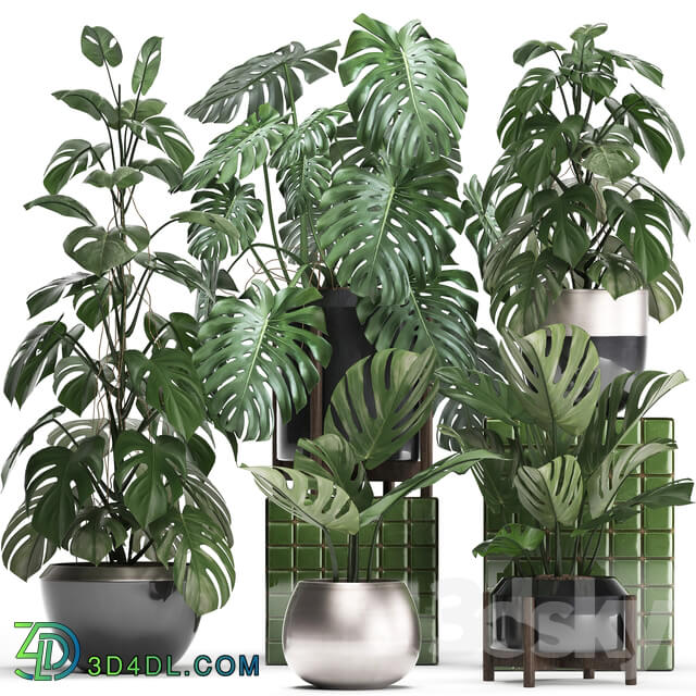 Plant collection 351. Monstera Set monstera pot flowerpot indoor plants luxury set eco design bushes thickets leaves 3D Models