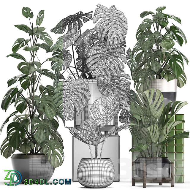 Plant collection 351. Monstera Set monstera pot flowerpot indoor plants luxury set eco design bushes thickets leaves 3D Models