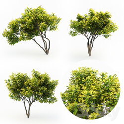Magnolia 4m 3 Tree Set 