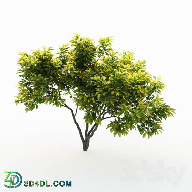 Magnolia 4m 3 Tree Set
