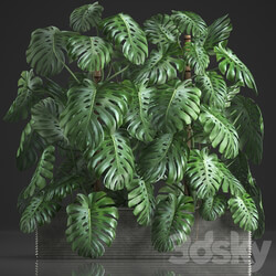 Plant collection 356. Monstera thickets bushes indoor plants pot flowerpot concrete phytowall phytomodule exotic 3D Models 