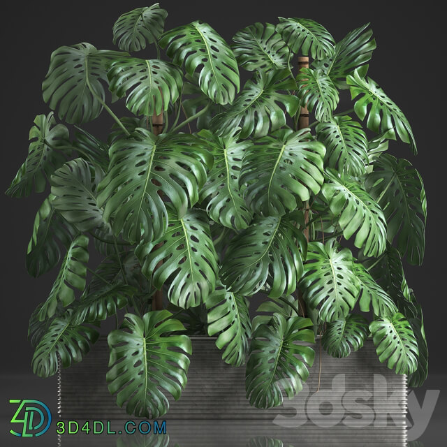 Plant collection 356. Monstera thickets bushes indoor plants pot flowerpot concrete phytowall phytomodule exotic 3D Models