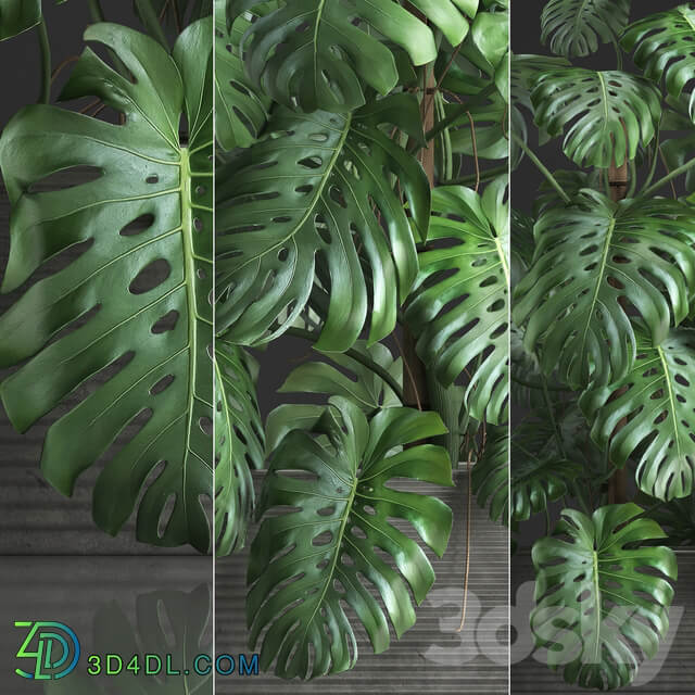 Plant collection 356. Monstera thickets bushes indoor plants pot flowerpot concrete phytowall phytomodule exotic 3D Models