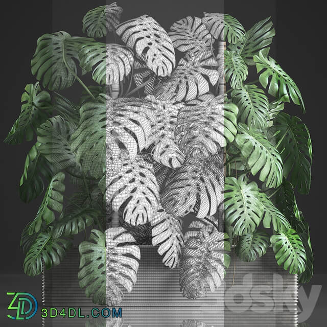 Plant collection 356. Monstera thickets bushes indoor plants pot flowerpot concrete phytowall phytomodule exotic 3D Models