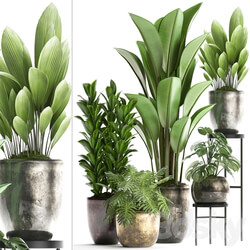 Plant Collection 361. luxury flowerpot Philodendron monstera banana palm grass indoor plants luxury interior strelitzia 3D Models 