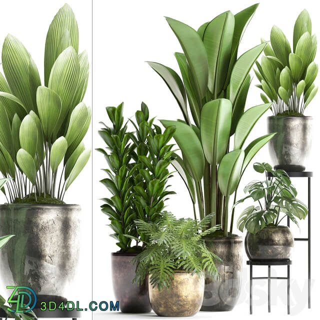 Plant Collection 361. luxury flowerpot Philodendron monstera banana palm grass indoor plants luxury interior strelitzia 3D Models