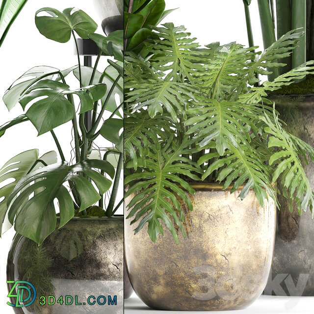 Plant Collection 361. luxury flowerpot Philodendron monstera banana palm grass indoor plants luxury interior strelitzia 3D Models
