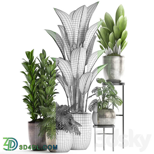 Plant Collection 361. luxury flowerpot Philodendron monstera banana palm grass indoor plants luxury interior strelitzia 3D Models