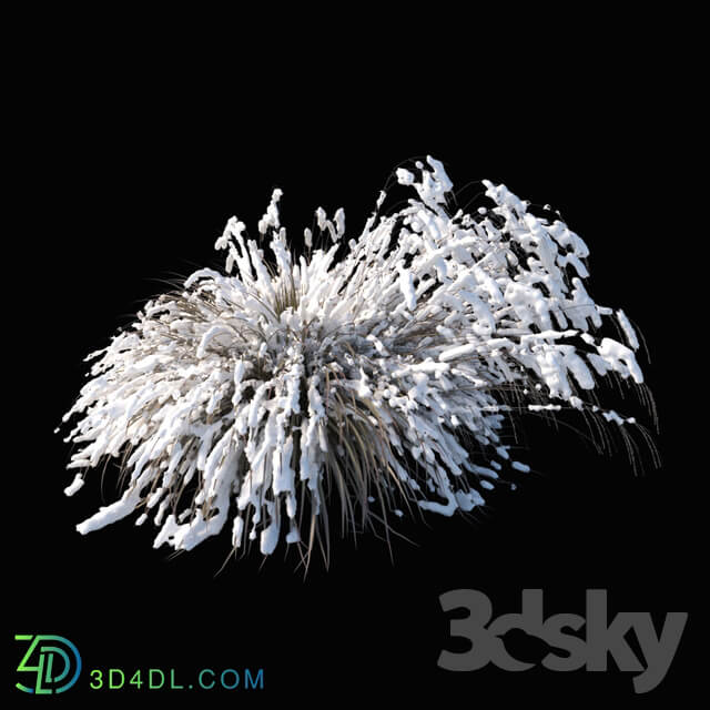 Miscanthus sinensis winter model