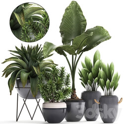 Plant Collection 395. Bromeliad tropical plants alocasia dracaena palm grass indoor plants exotic tropical stylish bushes 3D Models 