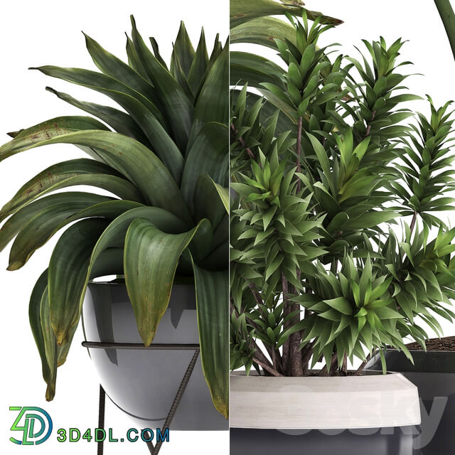 Plant Collection 395. Bromeliad tropical plants alocasia dracaena palm grass indoor plants exotic tropical stylish bushes 3D Models