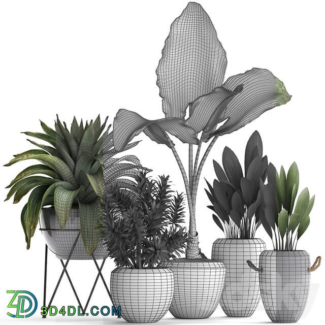 Plant Collection 395. Bromeliad tropical plants alocasia dracaena palm grass indoor plants exotic tropical stylish bushes 3D Models