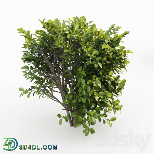 Cherry laurel