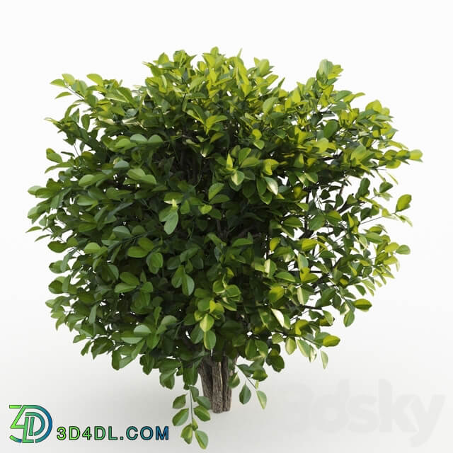 Cherry laurel