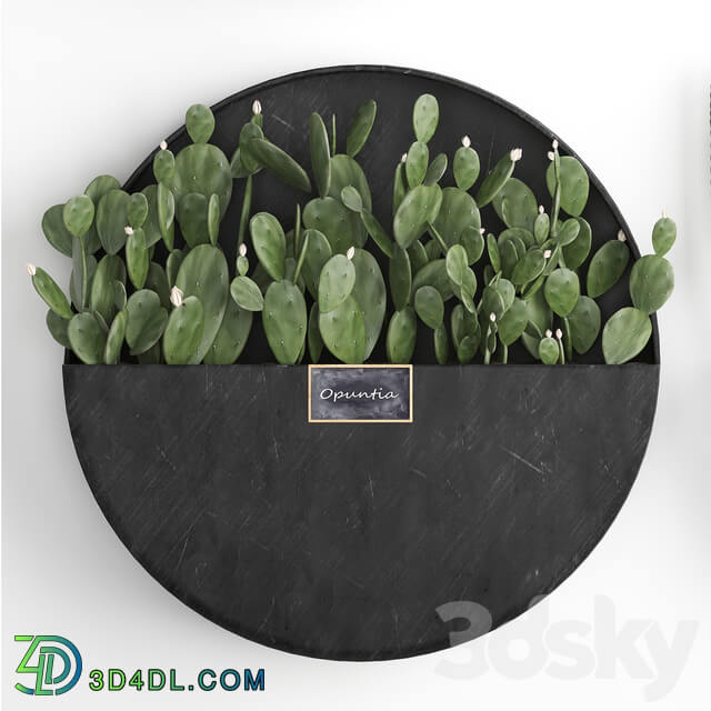Vertical gardening. 55 Cactus Prickly Pear Cereus Black Metal Shelf Loft Barrel cactus Flower Shelf Prickly pear 3D Models